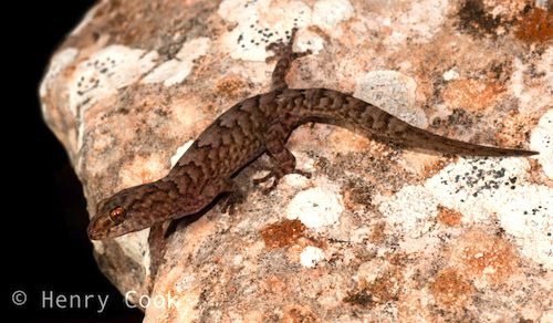 Alexander's gecko (Christinus alexanderi)