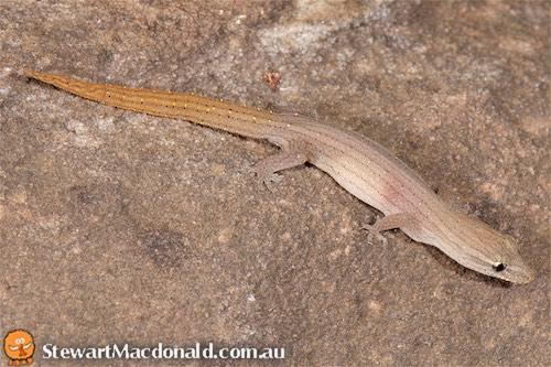 Kimberley clawless gecko (Crenadactylus naso)