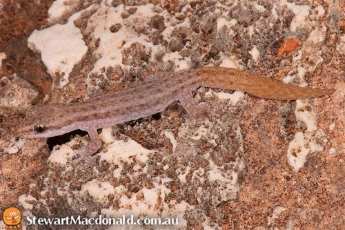 Cape Range clawless gecko (Crenadactylus tuberculatus)