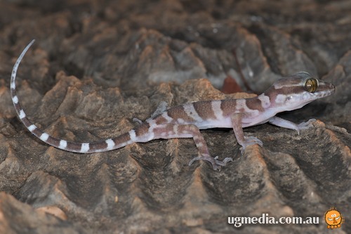 inland ring-tailed gecko (Cyrtodactylus mcdonaldi)
