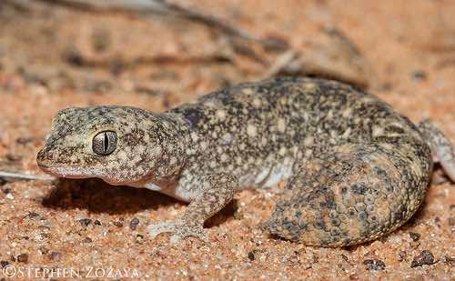 Eastern deserts fat-tailed gecko (Diplodactylus ameyi)