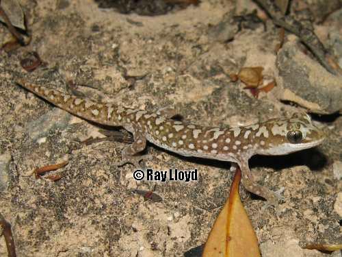south coast gecko (Diplodactylus calcicolus)