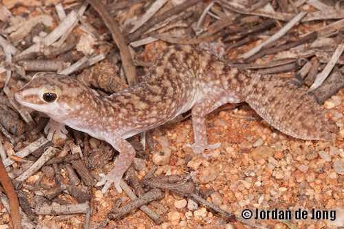 variable fat-tailed gecko (Diplodactylus conspicillatus)