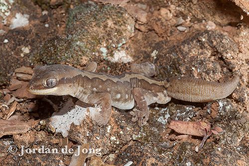 ranges stone gecko (Diplodactylus furcosus)