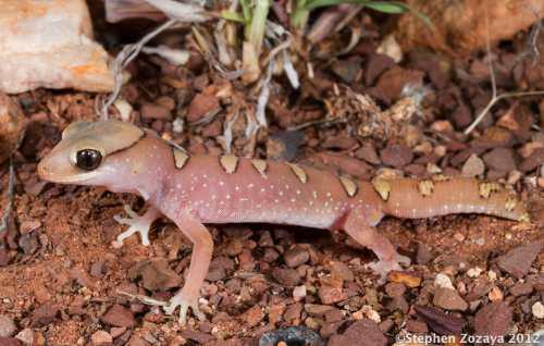 helmeted gecko (Diplodactylus galeatus)