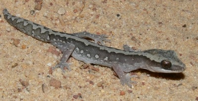 western stone gecko (Diplodactylus granariensis)