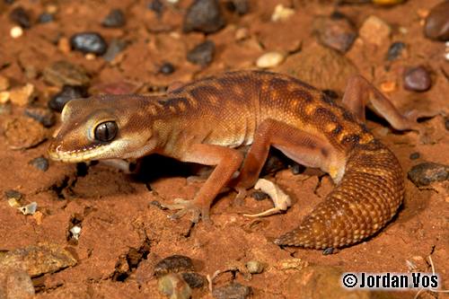 Pilbara stone gecko (Diplodactylus mitchelli)