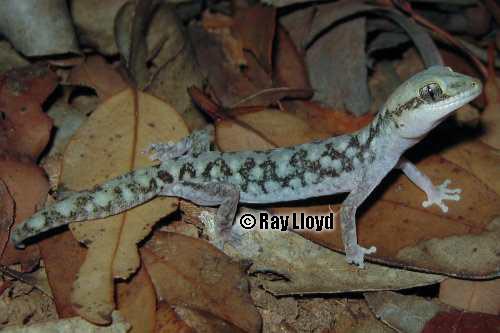 cloudy stone gecko (Diplodactylus nebulosus)