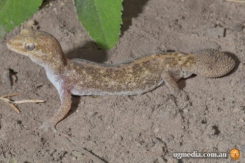 Eastern fat-tailed gecko (Diplodactylus platyurus)