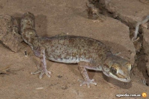 tessellated gecko (Diplodactylus tessellatus)