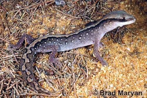 desert wood gecko (Diplodactylus wiru)