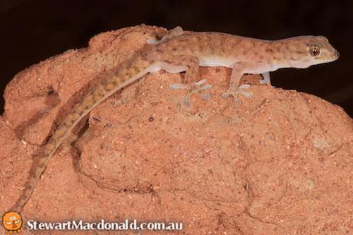 robust termitaria gecko (Gehyra kimberleyi)