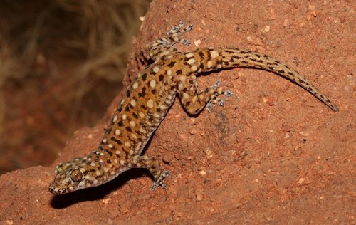 spotted dtella (Gehyra punctata)