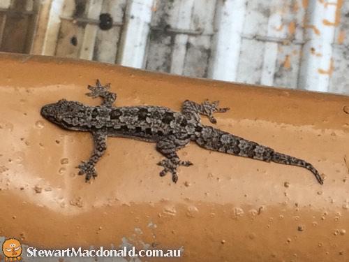 flat-tailed house gecko (Hemidactylus platyurus)