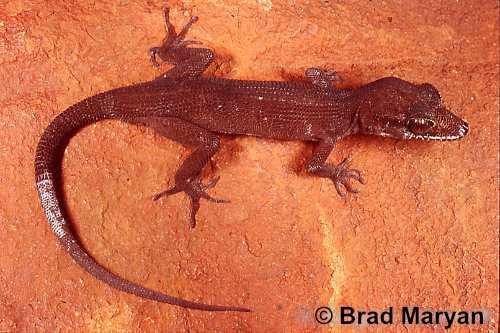 black Pilbara gecko (Heteronotia atra)