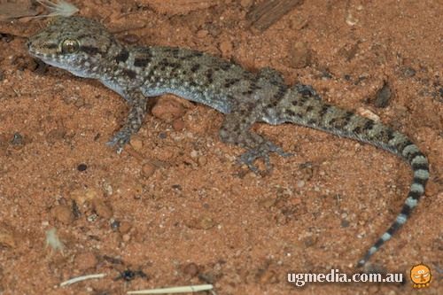 Bynoe's gecko (Heteronotia binoei)