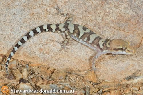 pale-headed gecko (Heteronotia fasciolatus)