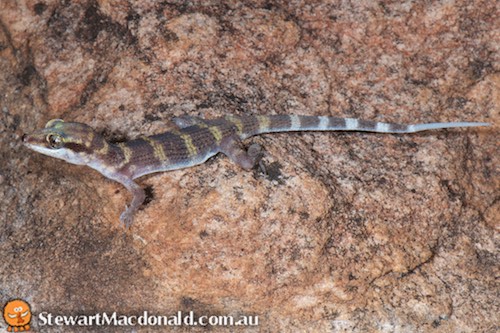 north-west prickly gecko (Heteronotia planiceps)
