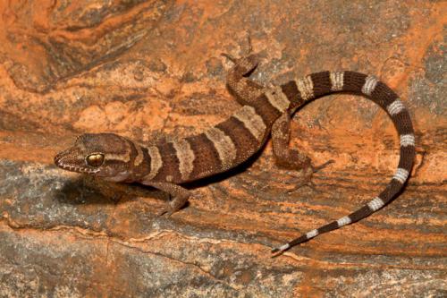 desert cave gecko (Heteronotia spelea)