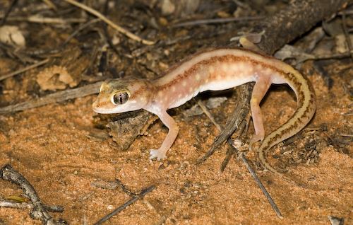 beaded gecko (Lucasium damaeum)