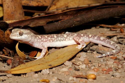 Main's ground gecko (Lucasium maini)