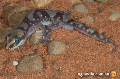 yellow-snouted ground gecko (Lucasium occultum)
