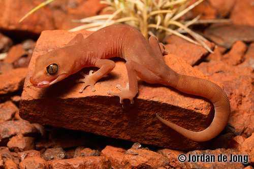 Pilbara ground gecko (Lucasium wombeyi)