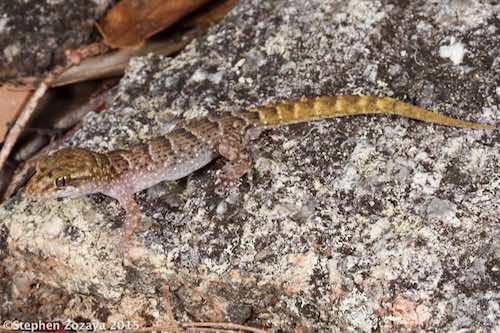 Chevert's gecko (Nactus cheverti)