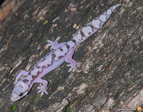 robust velvet gecko (Nebulifera robusta)