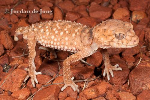 centralian knob-tailed gecko (Nephrurus amyae)