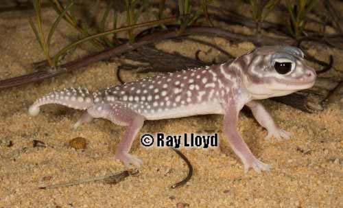 starred knob-tailed gecko (Nephrurus stellatus)