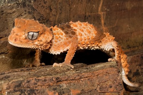 banded knob-tailed gecko (Nephrurus wheeleri)
