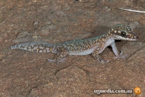 dotted velvet gecko (Oedura gemmata)