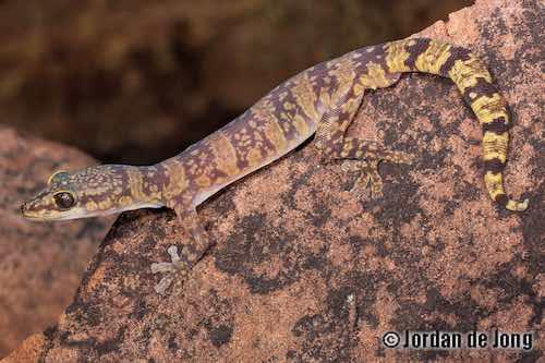 Mereenie velvet gecko (Oedura luritja)