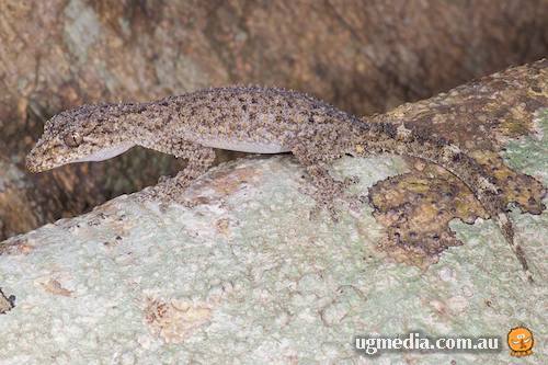ringed thin-tailed gecko (Phyllurus caudiannulatus)