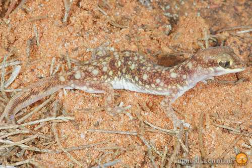 eastern beaked gecko (Rhynchoedura ormsbyi)