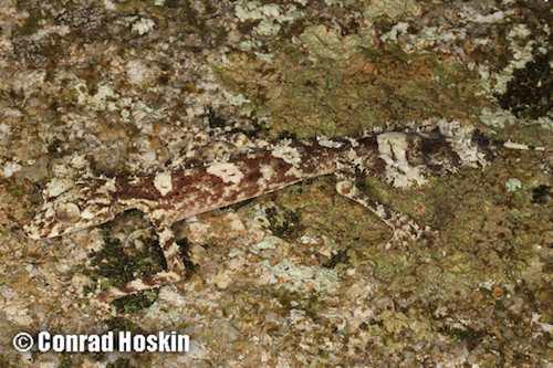 Cape Melville leaf-tailed gecko (Saltuarius eximius)