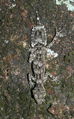 Wyberba leaf-tailed gecko (Saltuarius wyberba)
