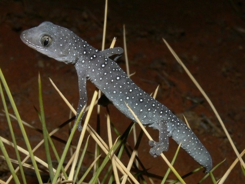 jewelled gecko (Strophurus elderi)