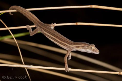 short-tailed striped gecko (Strophurus mcmillani)