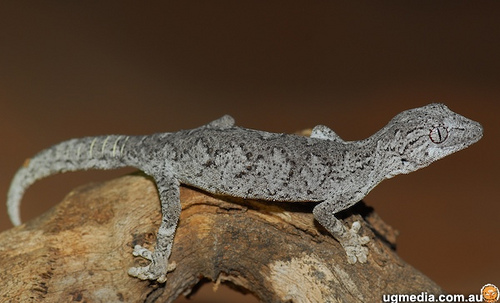 western spiny-tailed gecko (Strophurus strophurus)