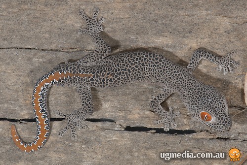 golden-tailed gecko (Strophurus taenicauda)
