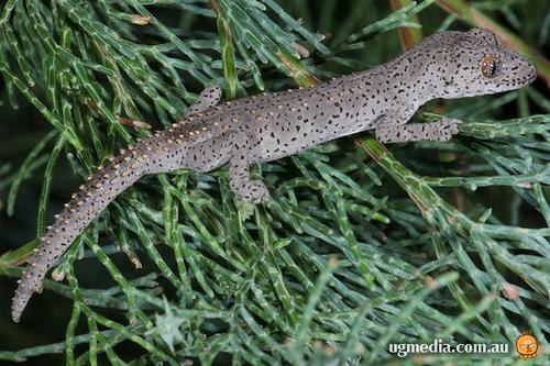 eastern spiny-tailed gecko (Strophurus williamsi)