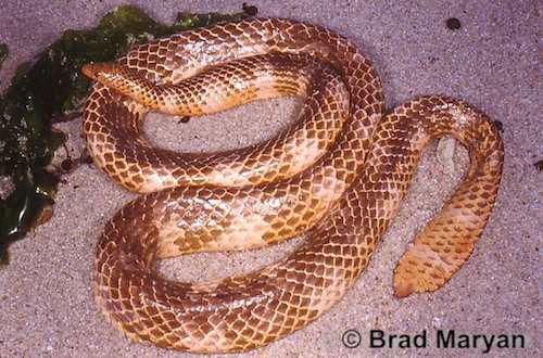 short-nosed sea snake (Aipysurus apraefrontalis)