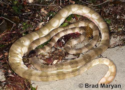 spectacled sea snake (Disteira kingii)