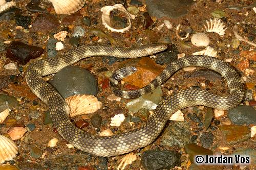 mangrove sea snake (Ephalophis greyae)