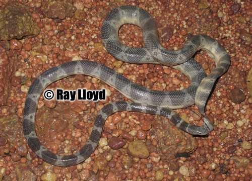 elegant sea snake (Hydrophis elegans)