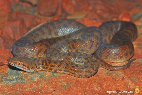pygmy python (Antaresia perthensis)