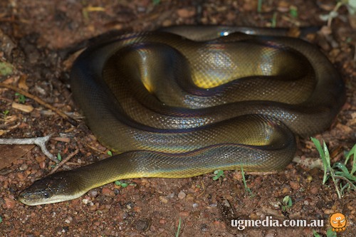 Water python (Liasis mackloti) at the Australian Reptile Online ...