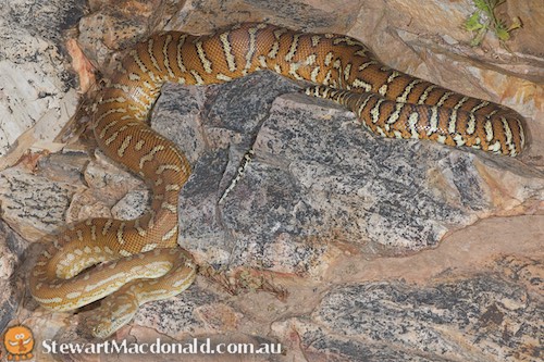centralian carpet python (Morelia bredli)